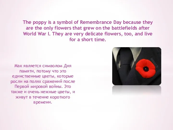 The poppy is a symbol of Remembrance Day because they are the