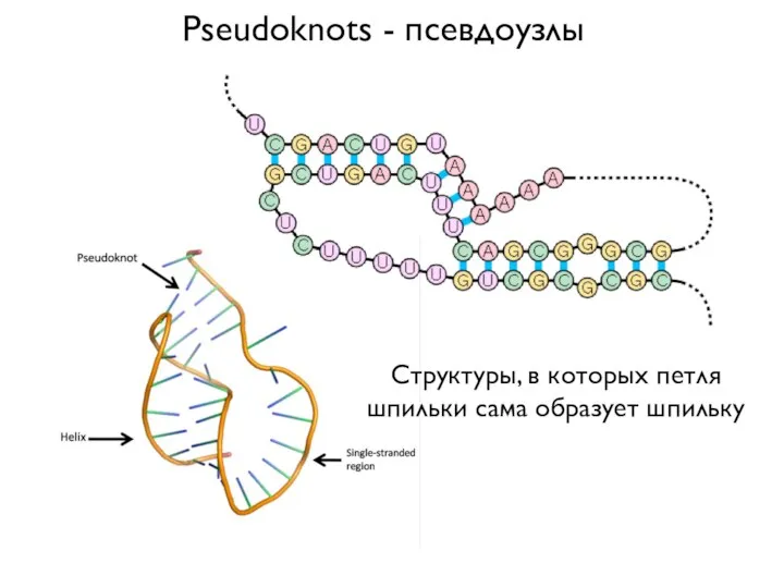 Pseudoknots - псевдоузлы Структуры, в которых петля шпильки сама образует шпильку