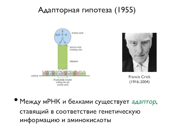 Адапторная гипотеза (1955) Между мРНК и белками существует адаптор, ставящий в соответствие