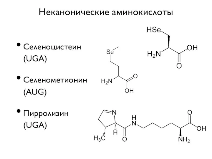 Неканонические аминокислоты Cеленоцистеин (UGA) Селенометионин (AUG) Пирролизин (UGA)