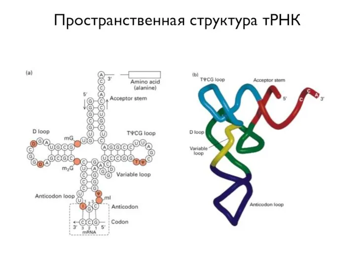 Пространственная структура тРНК