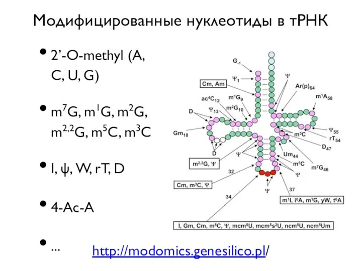 Модифицированные нуклеотиды в тРНК 2’-O-methyl (A, C, U, G) m7G, m1G, m2G,