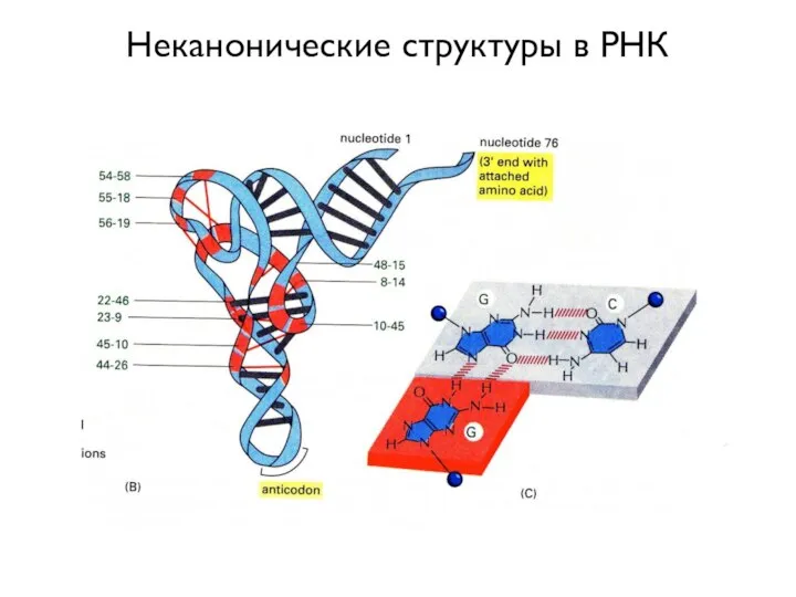 Неканонические структуры в РНК