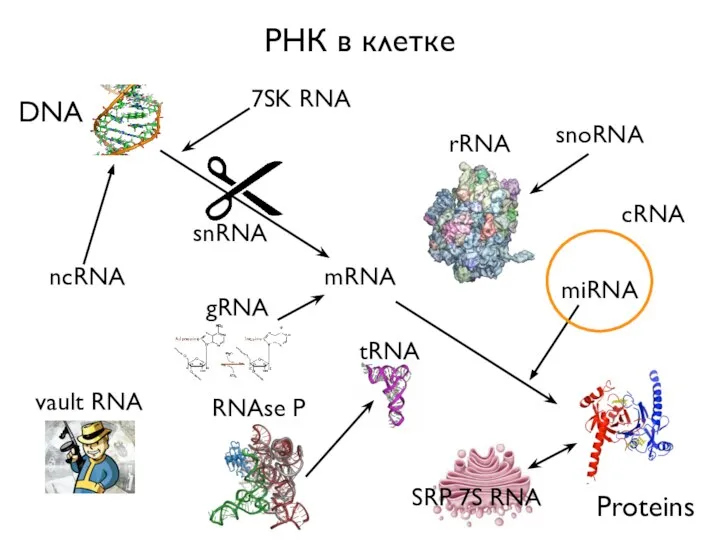 РНК в клетке DNA Proteins mRNA rRNA tRNA miRNA vault RNA snRNA