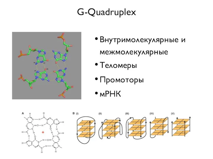 G-Quadruplex Внутримолекулярные и межмолекулярные Теломеры Промоторы мРНК