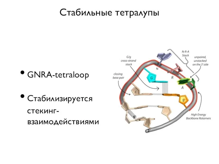 Стабильные тетралупы GNRA-tetraloop Стабилизируется стекинг-взаимодействиями