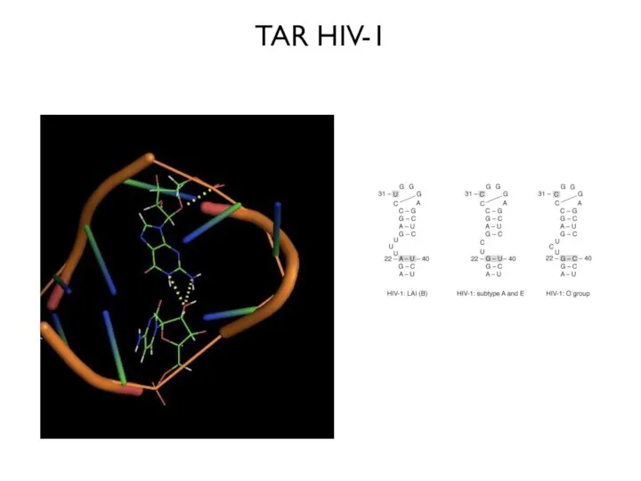 TAR HIV-1