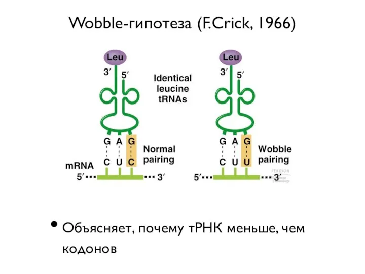 Wobble-гипотеза (F.Crick, 1966) Объясняет, почему тРНК меньше, чем кодонов