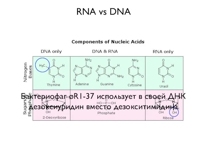 RNA vs DNA Бактериофаг øR1-37 использует в своей ДНК дезоксиуридин вместо дезокситимидина