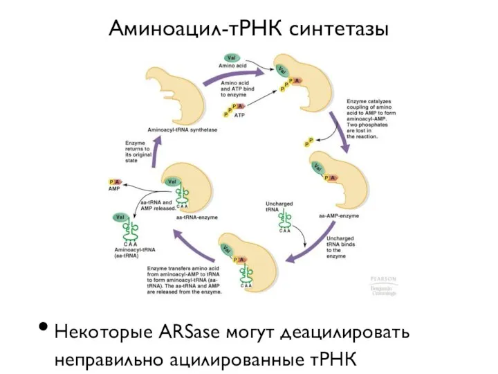Аминоацил-тРНК синтетазы Некоторые ARSase могут деацилировать неправильно ацилированные тРНК
