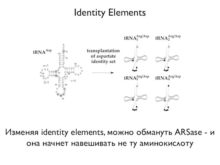 Identity Elements Изменяя identity elements, можно обмануть ARSase - и она начнет навешивать не ту аминокислоту