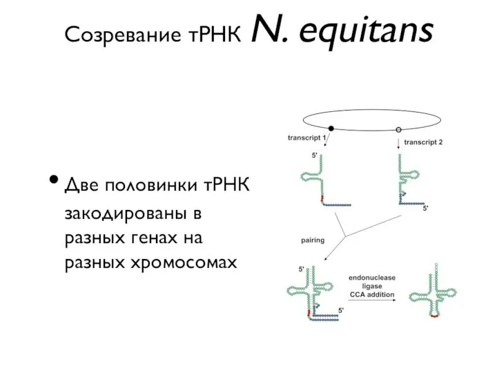 Созревание тРНК N. equitans Две половинки тРНК закодированы в разных генах на разных хромосомах