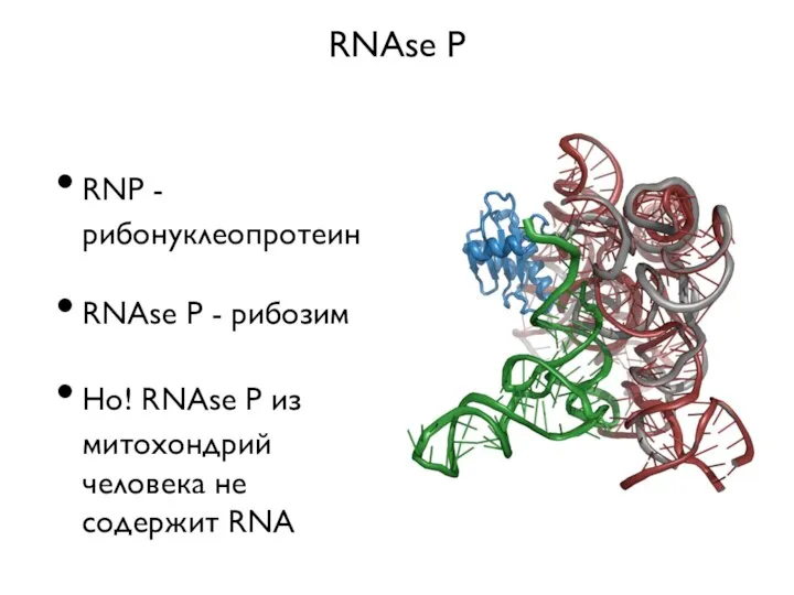RNAse P RNP - рибонуклеопротеин RNAse P - рибозим Но! RNAse P