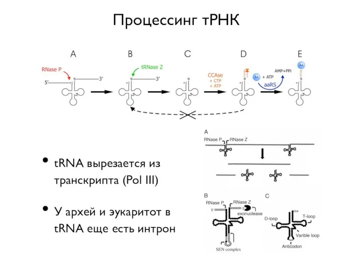 Процессинг тРНК tRNA вырезается из транскрипта (Pol III) У архей и эукаритот