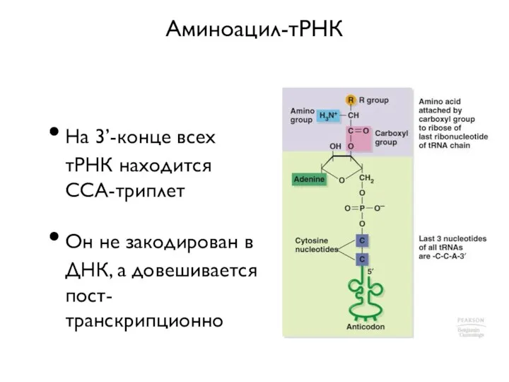 Аминоацил-тРНК На 3’-конце всех тРНК находится ССА-триплет Он не закодирован в ДНК, а довешивается пост-транскрипционно