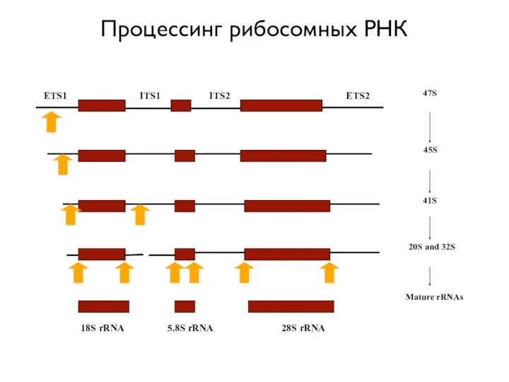 Процессинг рибосомных РНК
