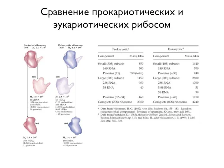 Сравнение прокариотических и эукариотических рибосом