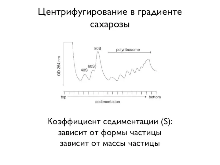 Центрифугирование в градиенте сахарозы Коэффициент седиментации (S): зависит от формы частицы зависит от массы частицы