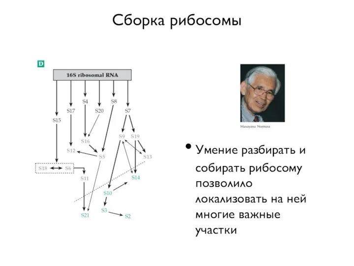 Сборка рибосомы Умение разбирать и собирать рибосому позволило локализовать на ней многие важные участки