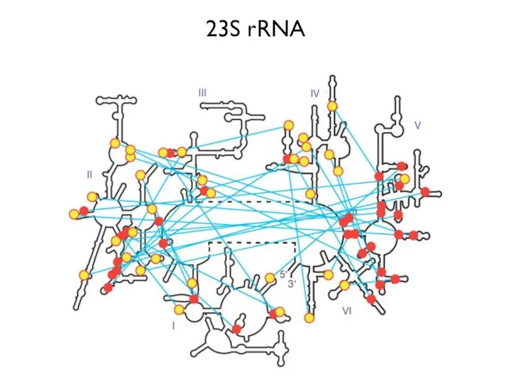 23S rRNA