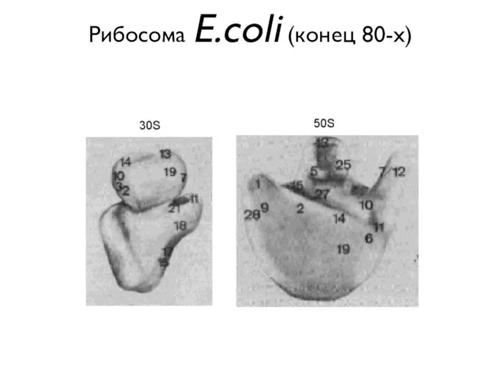 Рибосома E.coli (конец 80-х)