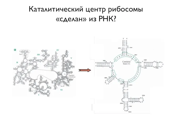 Каталитический центр рибосомы «сделан» из РНК?