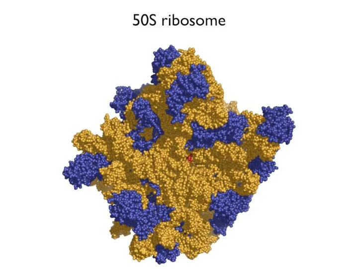 50S ribosome