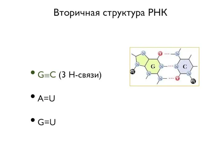 Вторичная структура РНК G≡C (3 Н-связи) A=U G=U