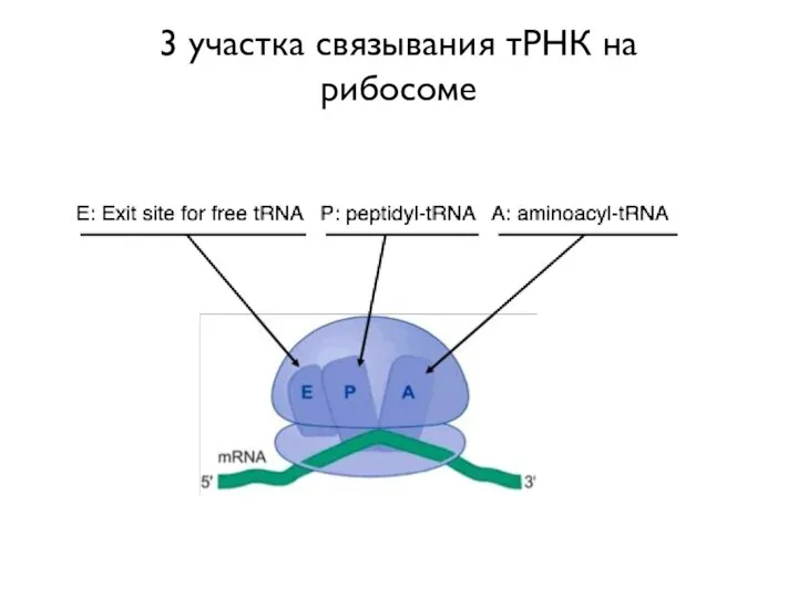 3 участка связывания тРНК на рибосоме