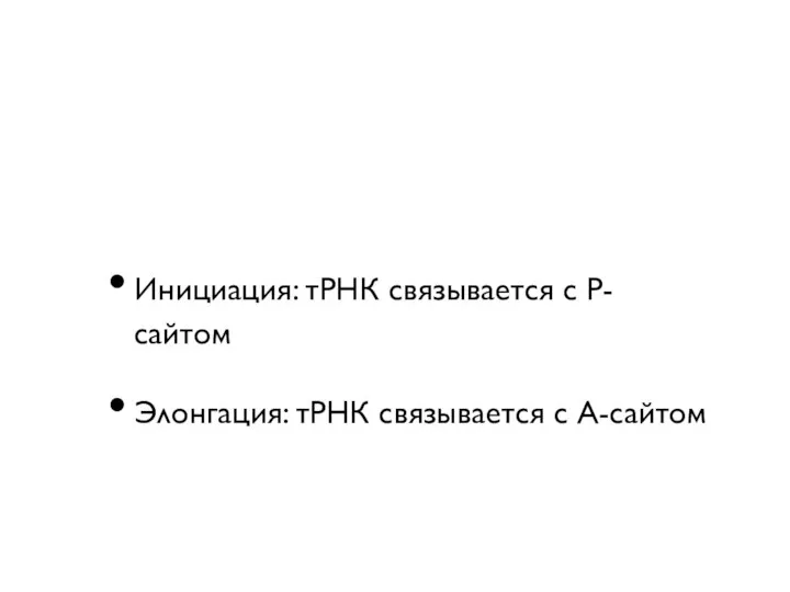 Инициация: тРНК связывается с Р-сайтом Элонгация: тРНК связывается с А-сайтом