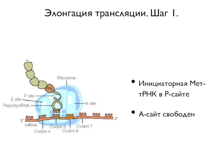 Элонгация трансляции. Шаг 1. Инициаторная Мет-тРНК в Р-сайте А-сайт свободен