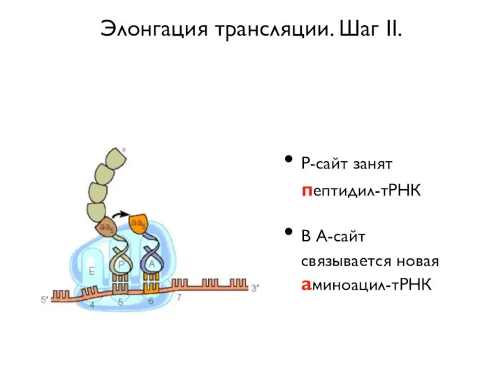 Элонгация трансляции. Шаг II. P-сайт занят пептидил-тРНК В А-сайт связывается новая аминоацил-тРНК