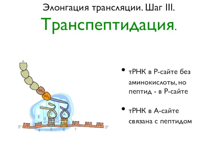 Элонгация трансляции. Шаг III. Транспептидация. тРНК в Р-сайте без аминокислоты, но пептид