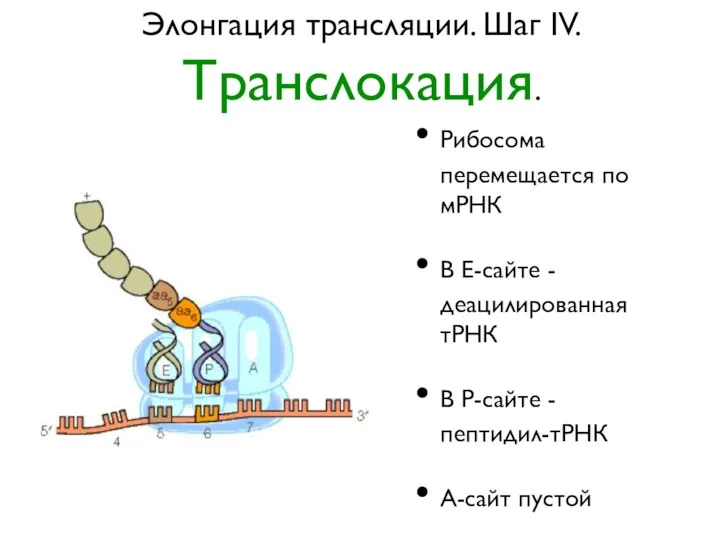 Элонгация трансляции. Шаг IV. Транслокация. Рибосома перемещается по мРНК В Е-сайте -