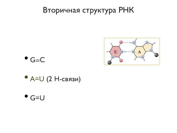 Вторичная структура РНК G≡C A=U (2 Н-связи) G=U