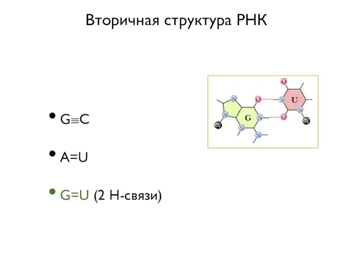 Вторичная структура РНК G≡C A=U G=U (2 Н-связи)