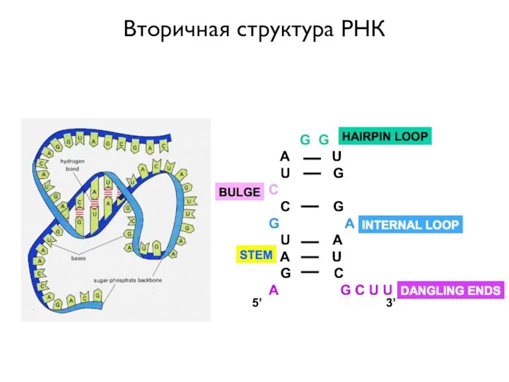 Вторичная структура РНК