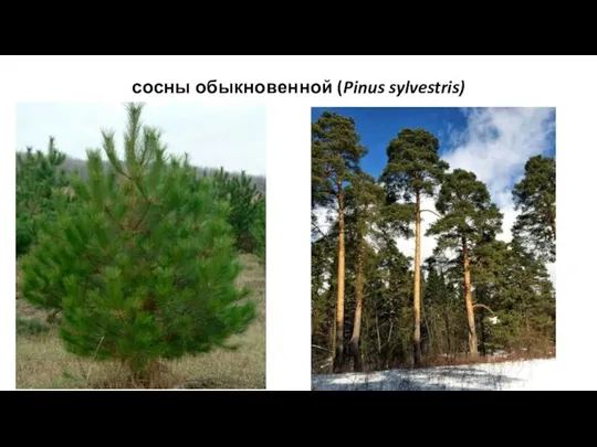 сосны обыкновенной (Pinus sylvestris)
