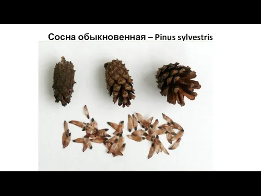 Сосна обыкновенная – Pinus sylvestris