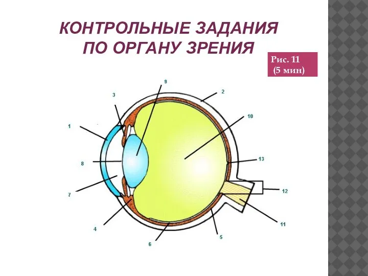 КОНТРОЛЬНЫЕ ЗАДАНИЯ ПО ОРГАНУ ЗРЕНИЯ