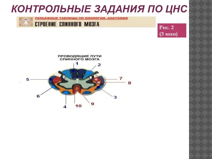 КОНТРОЛЬНЫЕ ЗАДАНИЯ ПО ЦНС