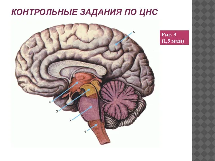 КОНТРОЛЬНЫЕ ЗАДАНИЯ ПО ЦНС