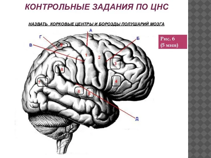 КОНТРОЛЬНЫЕ ЗАДАНИЯ ПО ЦНС НАЗВАТЬ КОРКОВЫЕ ЦЕНТРЫ И БОРОЗДЫ ПОЛУШАРИЙ МОЗГА