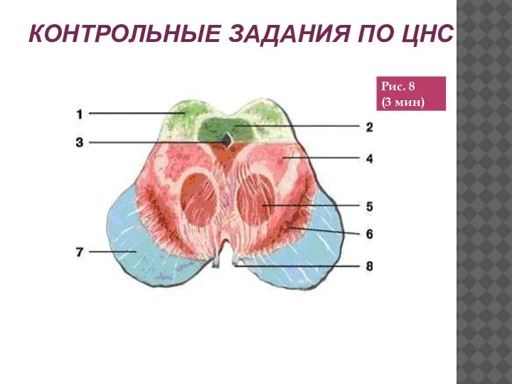 КОНТРОЛЬНЫЕ ЗАДАНИЯ ПО ЦНС