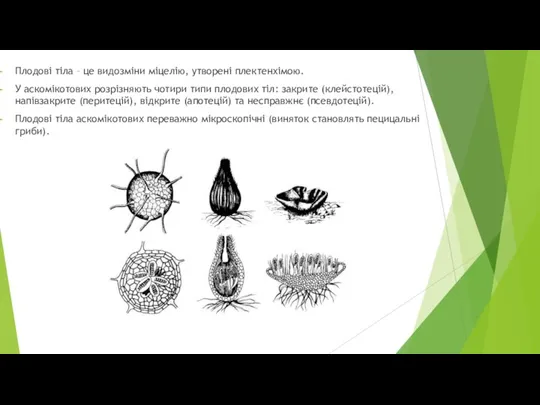 Плодові тіла – це видозміни міцелію, утворені плектенхімою. У аскомікотових розрізняють чотири