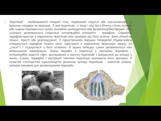 Перитеції – напівзамкнені плодові тіла, переважно округлі або кувшиновидні, з вузьким отвором