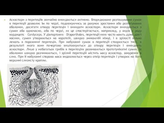 Аскоспори з перитеціїв звичайно викидаються активно. Впорядковане розташування сумок в перитеції дозволяє