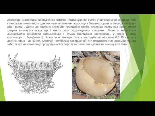 Аскоспори з апотецію викидаються активно. Розташування сумок у вигляді широко відкритого гіменія