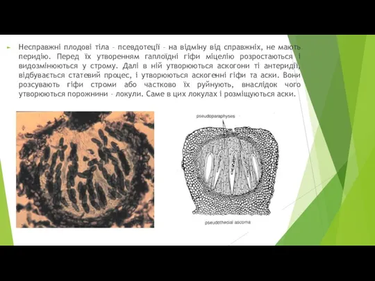 Несправжні плодові тіла – псевдотеції – на відміну від справжніх, не мають