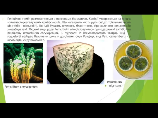 Пеніцілові гриби розмножуються в основному безстатево. Конідії утворюються на кінцях мутовчасторозгалуженіх конідієносців,